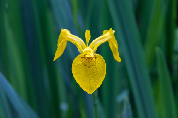 Closeup of a yellow flag iris flower in Isabella Plantation, Richmond Park, London  - Photo, Image