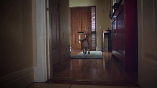 4k Dolly da porta dianteira da casa, cão que corre atrás da bola
 - Filmagem, Vídeo