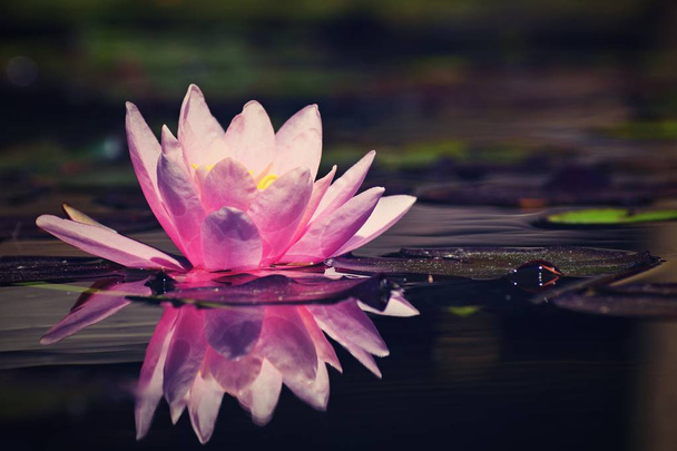 Beautiful pink waterlily - lotus flower in pond.  (Nymphaea,Waterlily) - Фото, изображение
