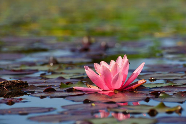 Lírio aquático rosa bonito - flor de lótus na lagoa. (Ninfeia, Waterlily
) - Foto, Imagem