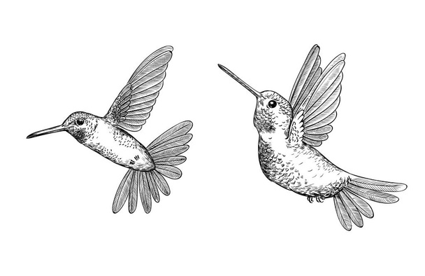 Set of 2  hand drawn flying hummingbirds on white background.Elements for design. - Vector, Image