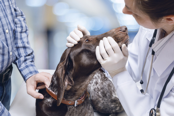 Doctor examines the dog's eyes on blurred background. - Fotoğraf, Görsel