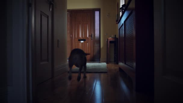 4k Dolly da porta da frente da casa, cão e criança trazendo o cargo
 - Filmagem, Vídeo