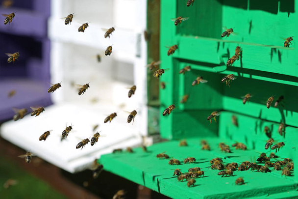 close up of flying honey bees in front of their hive - Photo, Image