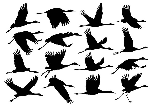 A set of silhouettes of the flying cranes. - Vector, Image