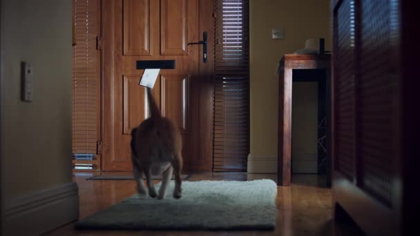 4k Dolly of House Front Door, Dog Bringing the Post - Footage, Video