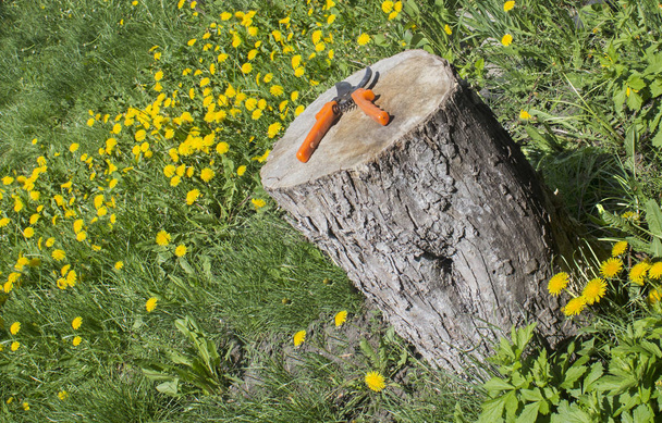 Mira un ángulo en un muñón con una tijera de jardín Césped verde con flores amarillas
 - Foto, imagen