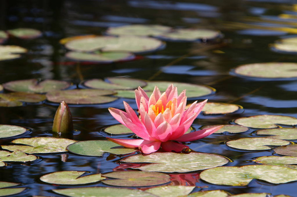 Vesi-lilja kasvaa järvellä puistossa
  - Valokuva, kuva