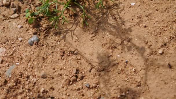 Ameisen auf dem Weg zu einem Ameisenhaufen, Makroebene Aussichtspunkt - Filmmaterial, Video