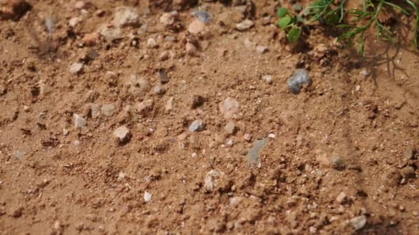 Ameisen auf dem Weg zu einem Ameisenhaufen, Makroebene Aussichtspunkt, leichte panoramische Bewegung - Filmmaterial, Video