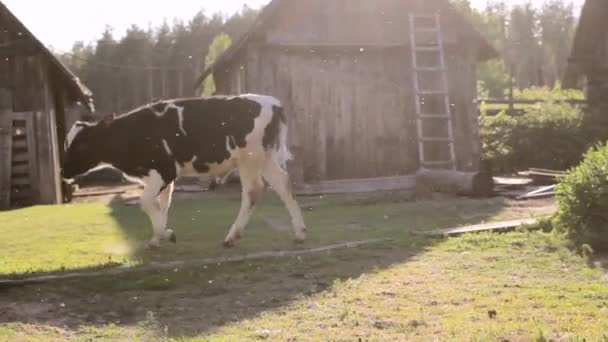 a bull playing in the yard - Séquence, vidéo