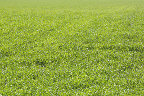 Green grass natural background. Top view - Photo, Image