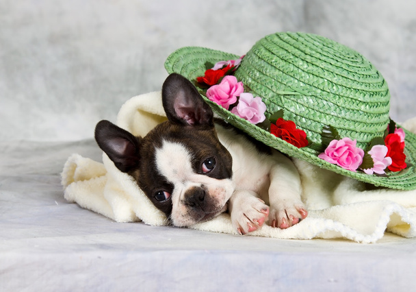 Boston terrier yacía con sombrero de flores
 - Foto, imagen