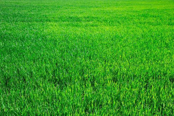 prairie d'herbe verte le jour
  - Photo, image