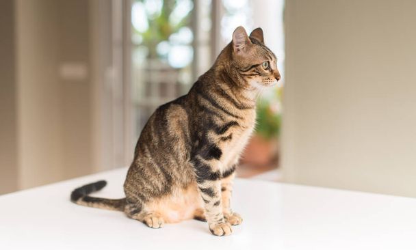 Krásný uvolněný domácí kočka doma - Fotografie, Obrázek