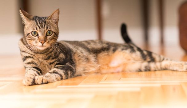 Krásný uvolněný domácí kočka doma - Fotografie, Obrázek