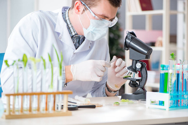 Biochimiste masculin travaillant en laboratoire sur les plantes - Photo, image
