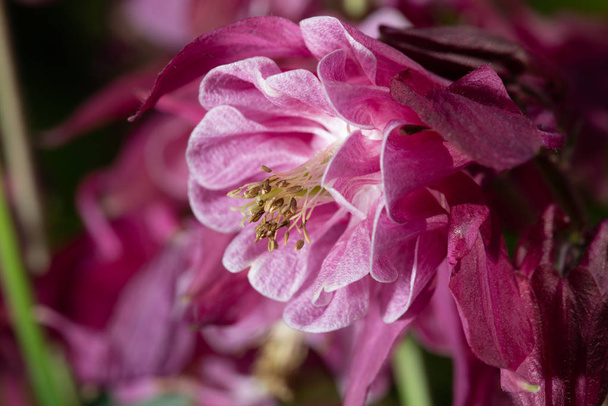 Fialový Aquilegia květina na přírodní pozadí, zblízka makro, domácí zahradní květiny - Fotografie, Obrázek