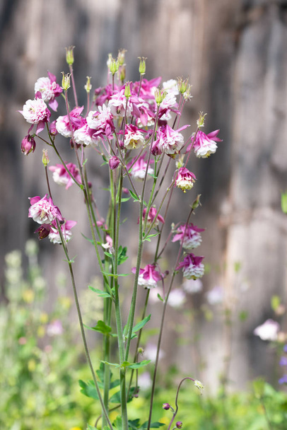 Flor Aquilegia roxo no fundo natural, close-up macro, flores do jardim em casa
 - Foto, Imagem