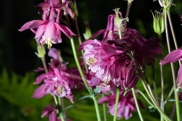 Purple Aquilegia flower on natural background, close up macro, home garden flowers - Photo, Image
