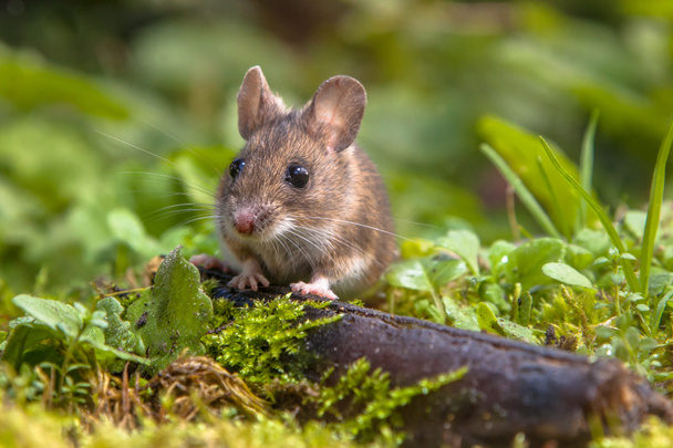 Wild Wood myš (Apodemus s.) vykukoval za přihlášení v lese - Fotografie, Obrázek