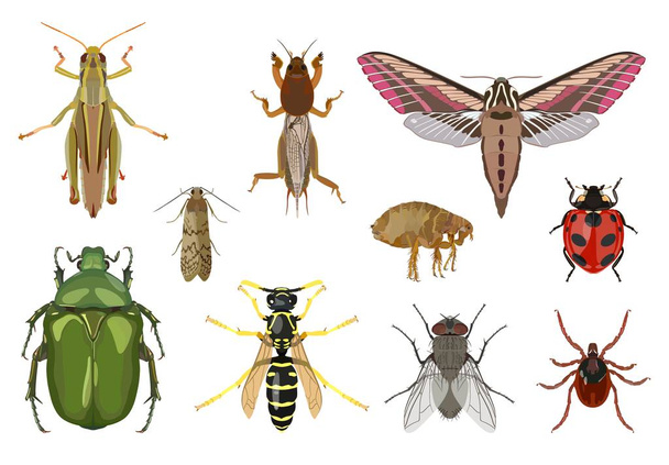 Conjunto detallado vectorial de diferentes insectos aislados en estilo plano sobre fondo blanco. En la colección: saltamontes, polilla, mariquita, avispa, mosca, ácaro, pulga, polilla, gryllotalpa
. - Vector, imagen