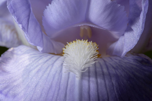 Macro Closeup of blue Bearded iris, Iris Barbata, detail of blossom - Photo, Image