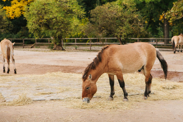 Wildpferd oder Maultier oder Pony im Zoo von Prag. Säugetier oder Pferd essen Hafer oder Heu. Pferde treiben im Freien. - Foto, Bild