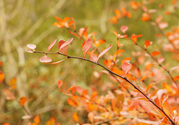Крупним планом осінь фруктів барбарису - Фото, зображення