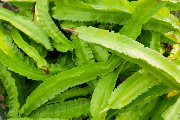 Freshness Psophocarpus tetragonolobus, green vegetable - Photo, Image