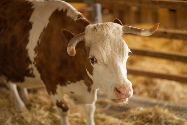 niedlich, sauber, gesund und glücklich Kuh im Stall, entspannend in frischem Stroh, schöne gelbe Sonneneinstrahlung, kann als Hintergrund verwendet werden - Foto, Bild
