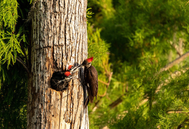 Volwassen pileated specht Hylatomus pileatus voedt haar kuiken zoals het gluurt uit haar nest gat in een boom van Naples, Florida. - Foto, afbeelding