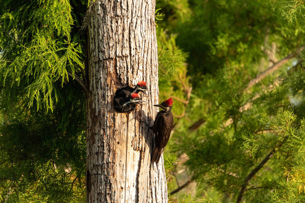 Pájaro carpintero apilado adulto Hylatomus pileatus alimenta a su polluelo mientras se asoma por su agujero del nido en un árbol de Nápoles, Florida
. - Foto, Imagen