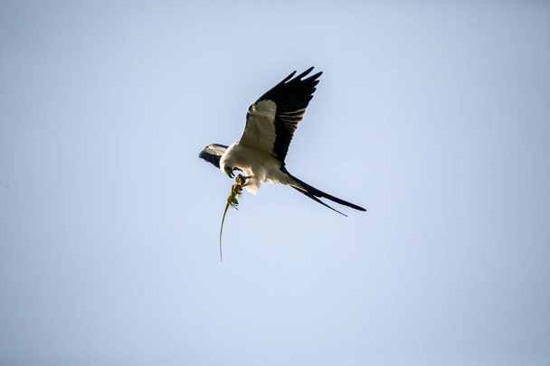 Flying swallow-tailed kite Elanoides forficatus with a Cuban knight anole in its clutches in Naples, Florida - Photo, Image