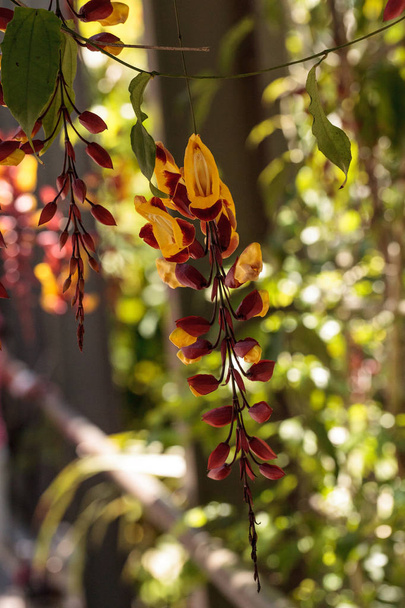 黄色と赤の時計つる Thenbergia mysorensis ナポリ、フロリダ州の庭で長いつる花の花 - 写真・画像
