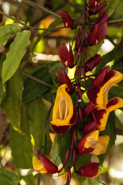 Yellow and red clock vine Thenbergia mysorensis flowers on a long vine bloom in a garden in Naples, Florida - 写真・画像