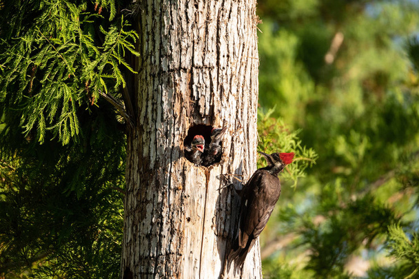 Adult pileated woodpecker bird Dryocopus pileatus feeds baby chicks in the hole of a pine tree at the Corkscrew Swamp Sanctuary in Naples, Florida - Photo, Image