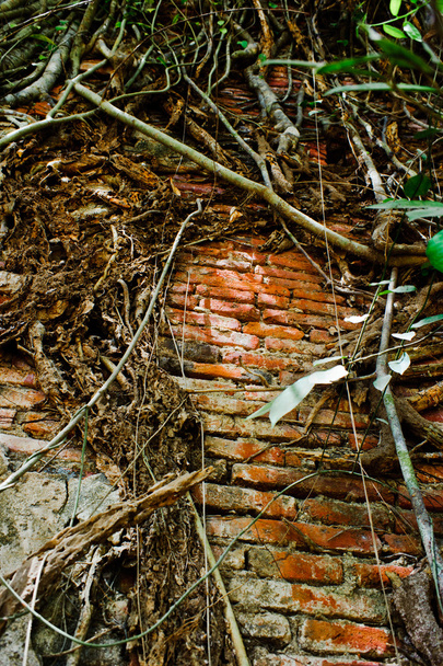 kırmızı tuğla duvar ağaç kök - Fotoğraf, Görsel