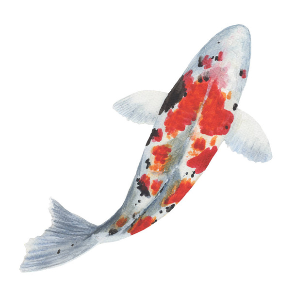 Ruka Koi ryby kecy tažené skica a akvarel ilustrací. Akvarel na malířské roztomilá blbost ryb Koi. Zvířecí ilustrace izolované na bílém pozadí. - Fotografie, Obrázek