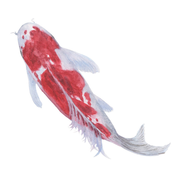 Koi paska kala käsin piirretty luonnos ja vesiväri kuvituksia. Vesiväri maalaus söpö Koi paska kala. Eläimen kuva eristetty valkoisella pohjalla
. - Valokuva, kuva