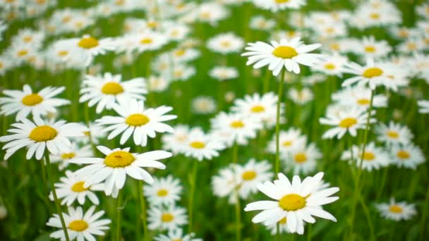 Meadow full of daisies on a summer day - Footage, Video