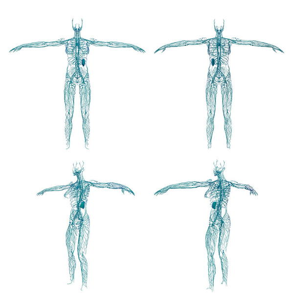 Ilustração de renderização 3D do sistema linfático
 - Foto, Imagem