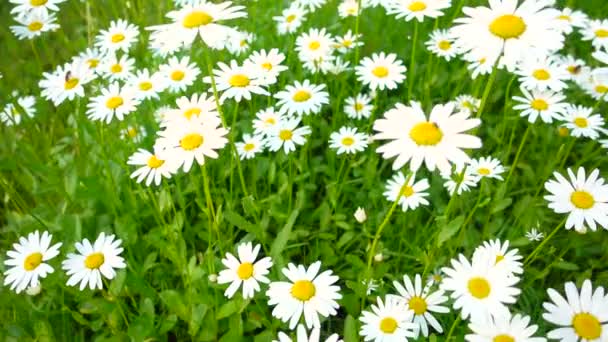 Meadow full of daisies on a summer day - Footage, Video