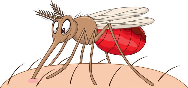 mosquito dos desenhos animados sugando sangue
 - Vetor, Imagem