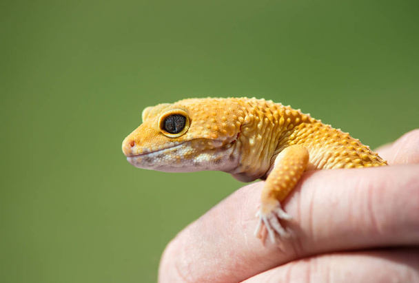 Hand holding a Common Leopard gecko (Eublepharis macularius), close-up. Natural green background with copy space. - Photo, Image