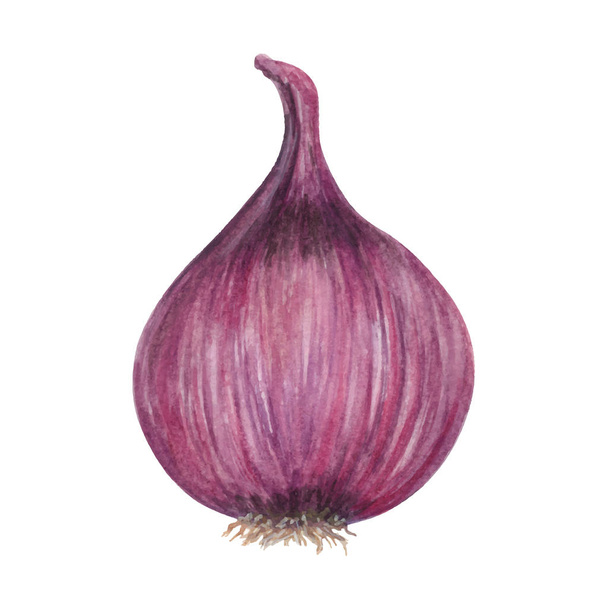 Onion Watercolor hand drawn illustration isolated on white background - Vector, Image