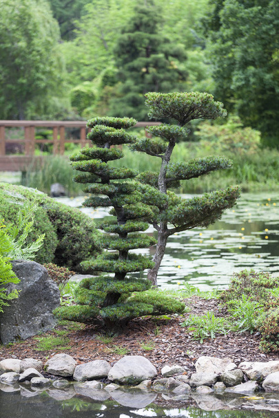 Jardim Japonês no verão, plantas exóticas, Wroclaw, Polônia. O Jardim Japonês foi fundado em 1909-1913, localizado dentro do Parque Szczytnicki - Foto, Imagem