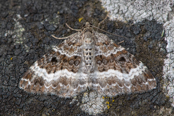 Common carpet moth (Epirrhoe alternata) on lichen. British insect in the family Geometridae, the geometer moths, camouflaged against lichen - Photo, Image