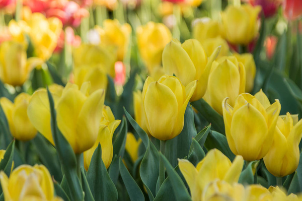 Hermosa primavera, tulipanes multicolores plantados
. - Foto, imagen