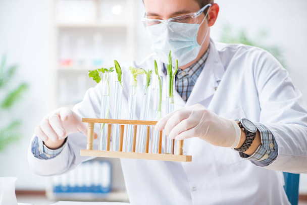 Αρσενικός βιοχημικός που εργάζεται στο εργαστήριο για τα φυτά - Φωτογραφία, εικόνα